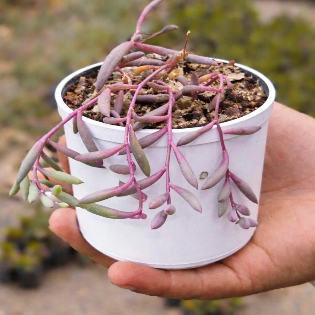 Othonna capensis ‘Ruby Necklace’ succulent with slender, trailing purple-pink stems and elongated fleshy leaves, growing in a white pot held in a person’s hand outdoors.