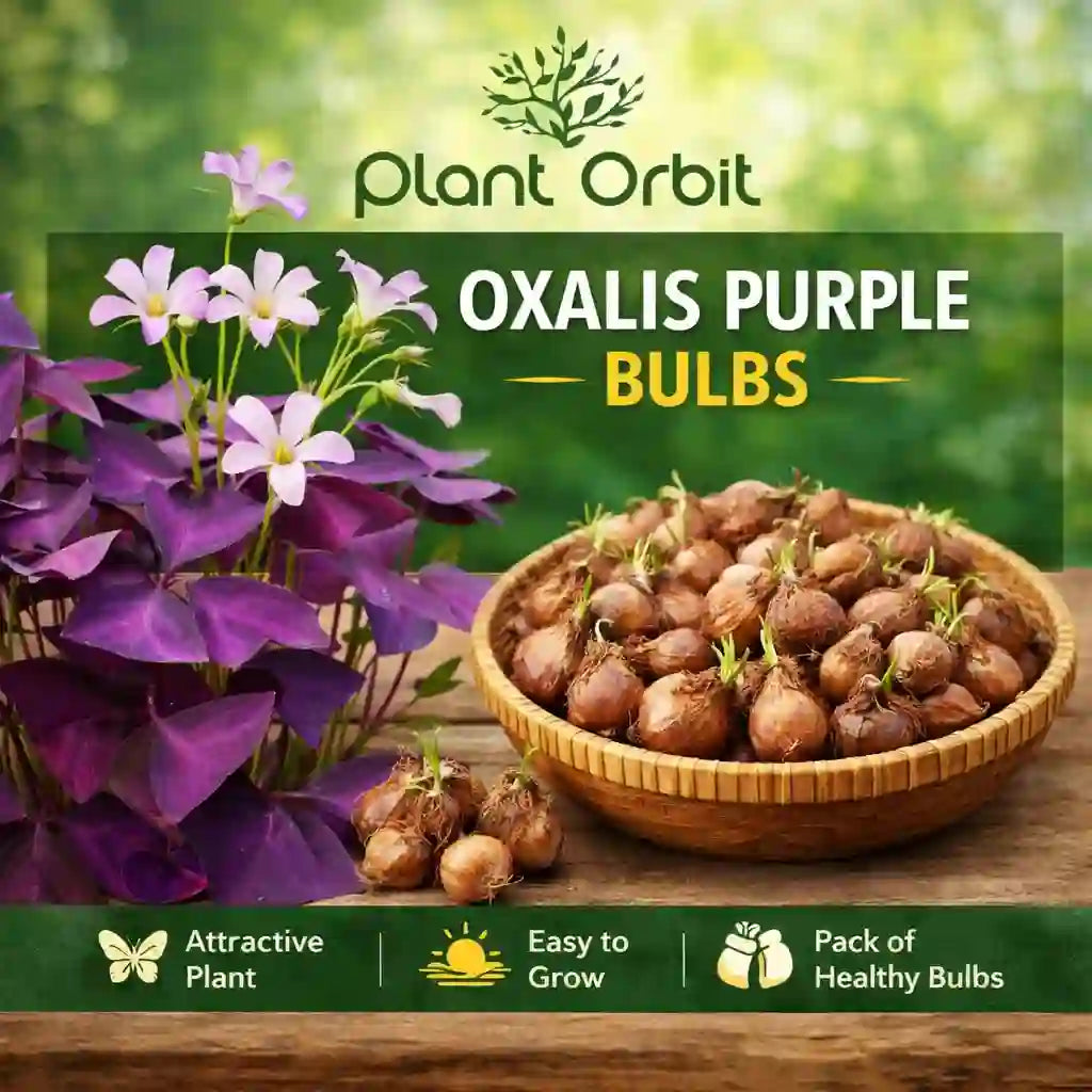 Oxalis Purple Bulb