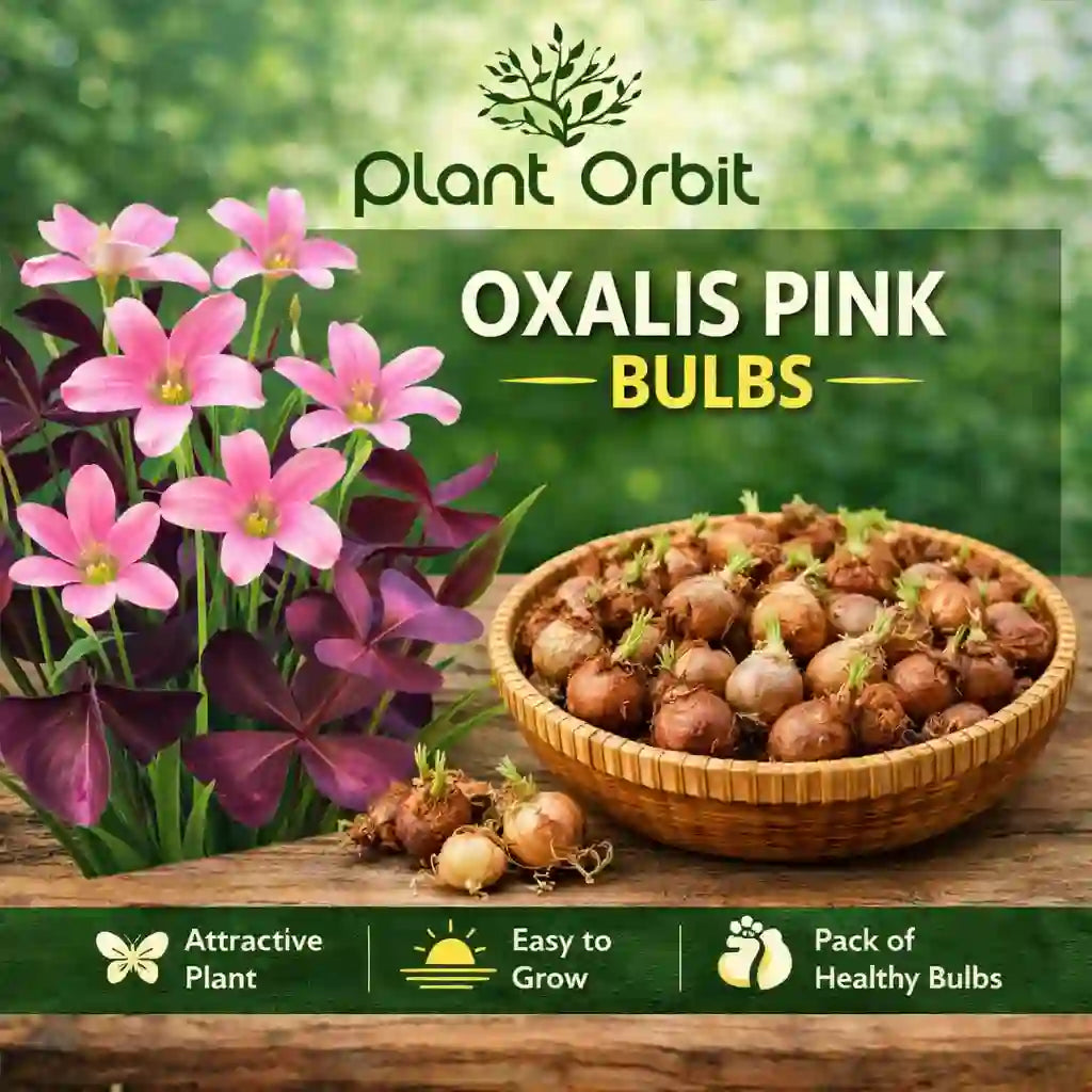 Oxalis pink Bulbs