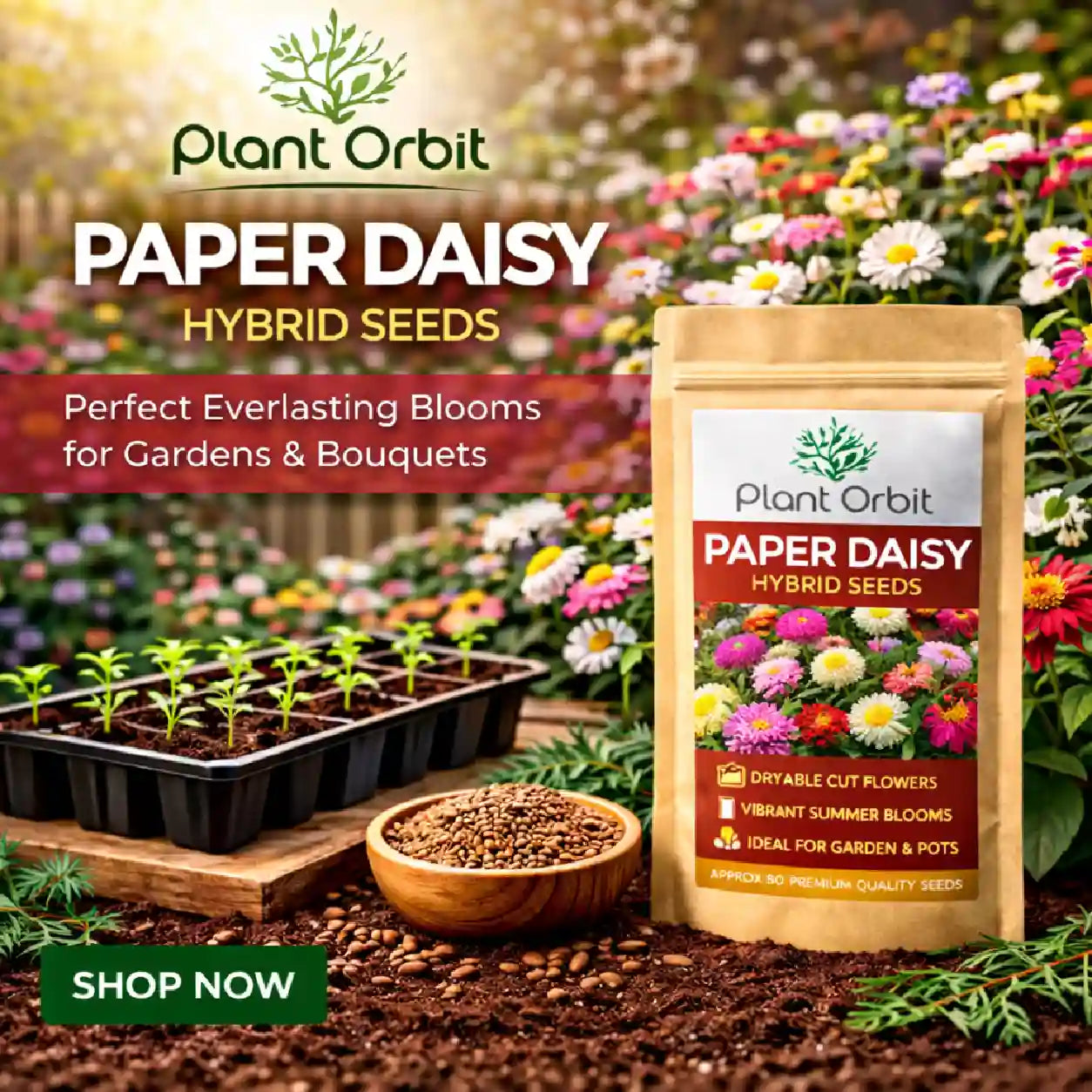 PAPER DAISY HYBRID SEEDS (80 seeds)