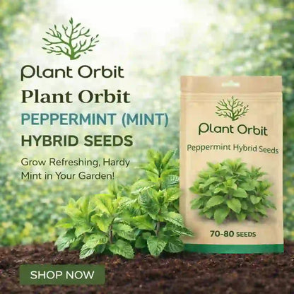 PEPPERMINT ( MINT) HYBRID SEEDS 
