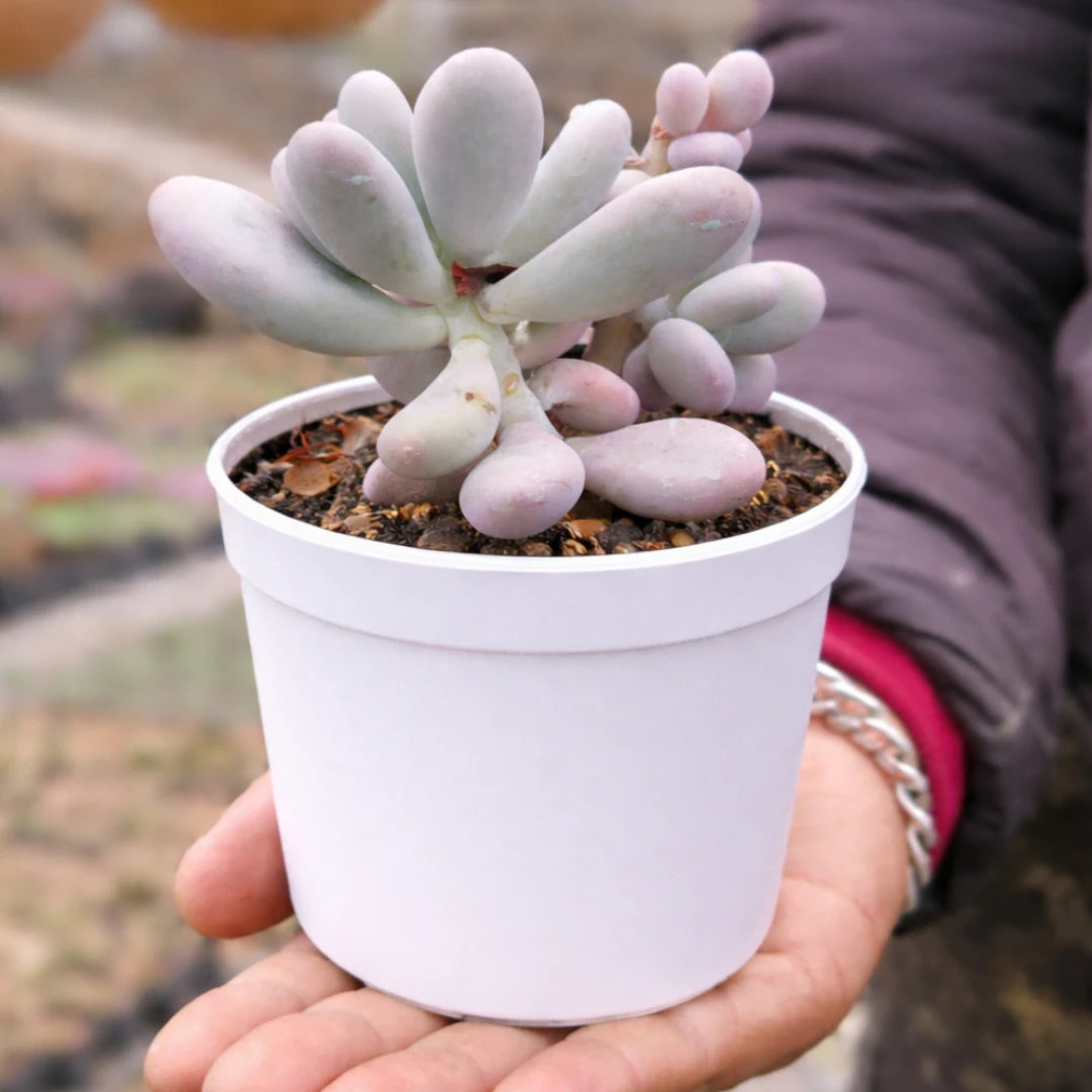 Pachyphytum oviferum ‘Moonstone’ succulent with plump, powdery white and pale pink leaves, growing in a white pot held in a person’s hand outdoors.