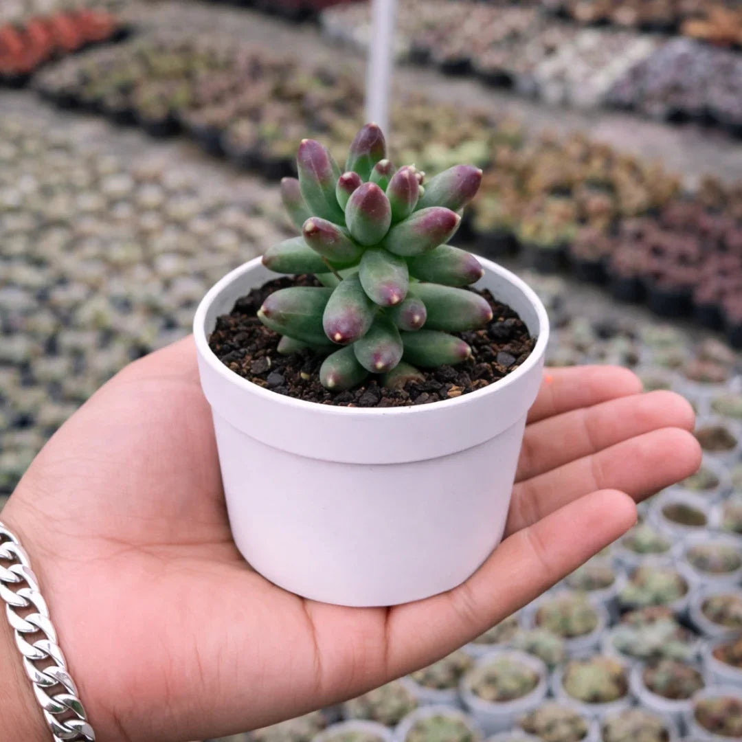 Pachyphytum compactum succulent with plump, compact green leaves covered in powdery markings and reddish-purple tips, growing in a white pot held in a person’s hand at a plant nursery.