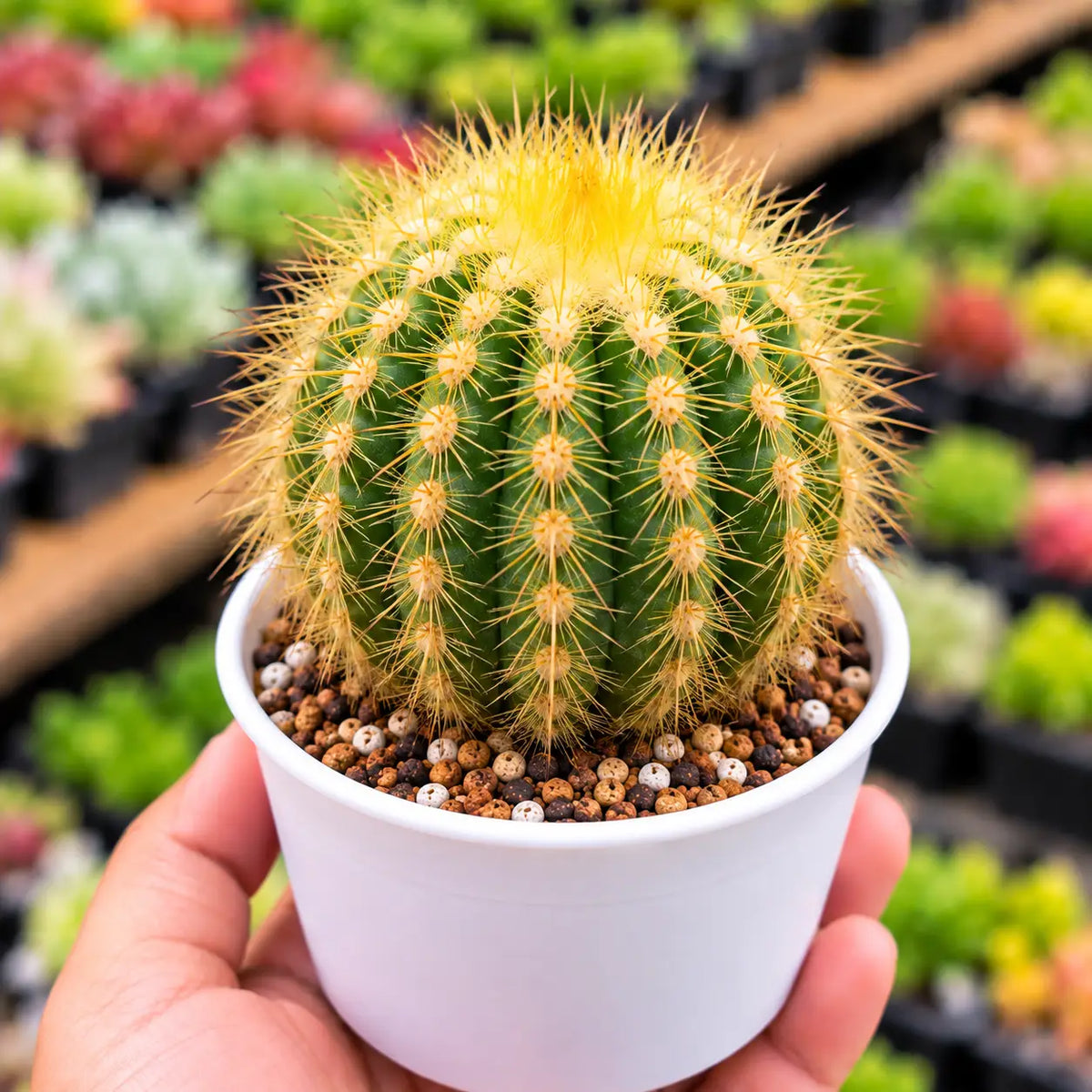 Parodia Leninghausii (Bare Rooted)