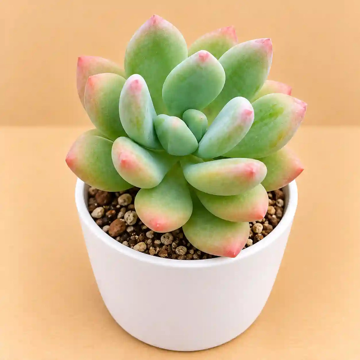 Pachyphytm Red Tip