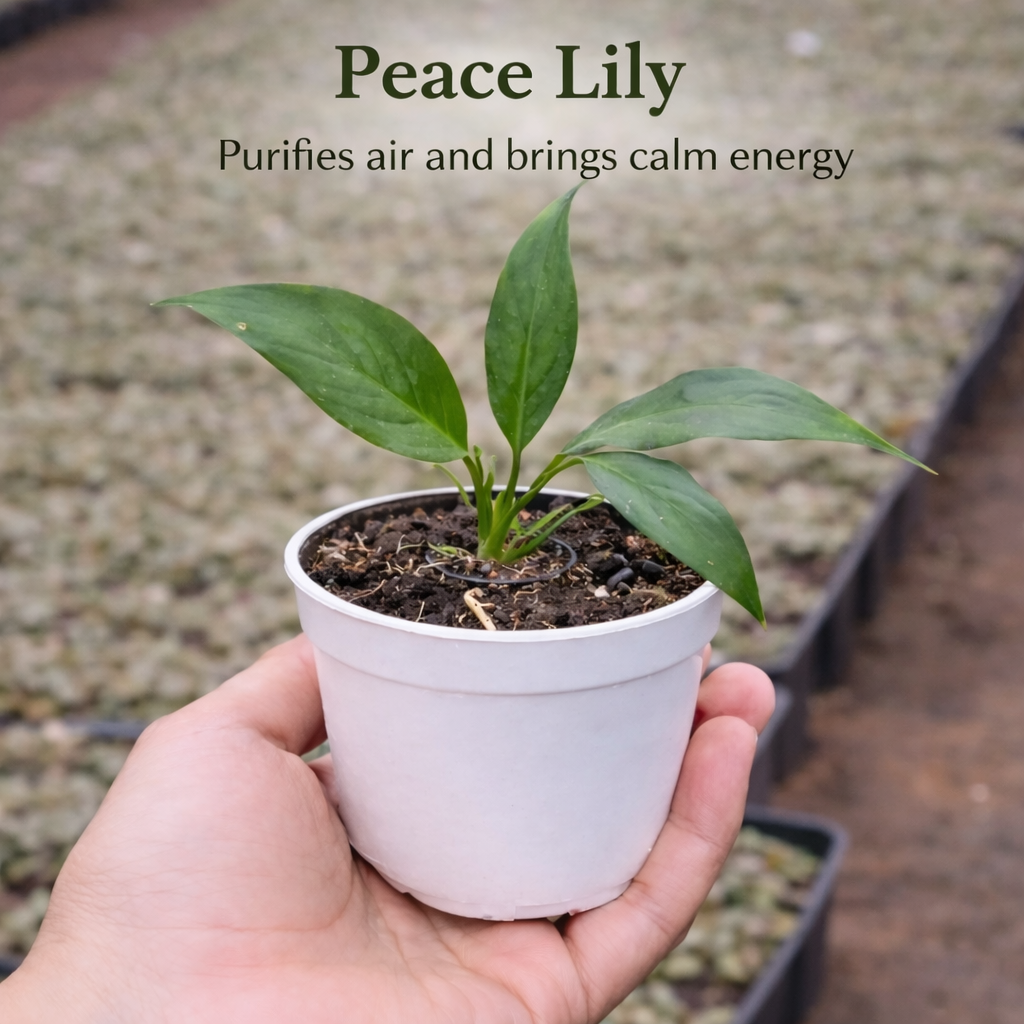 Air Purifying Plants Combo - Set of 5 Live Succulent Plants by Plant Orbit