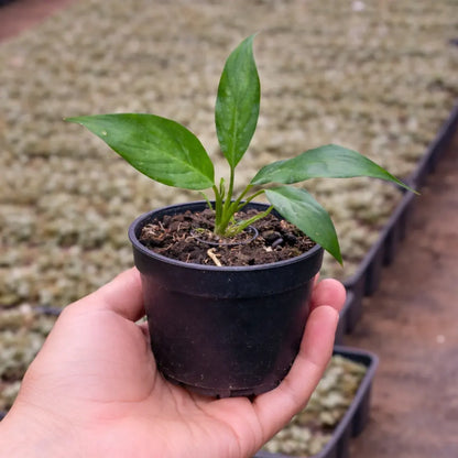 Peace Lily Sapling(Spathiphyllum Air Purifier Plant)