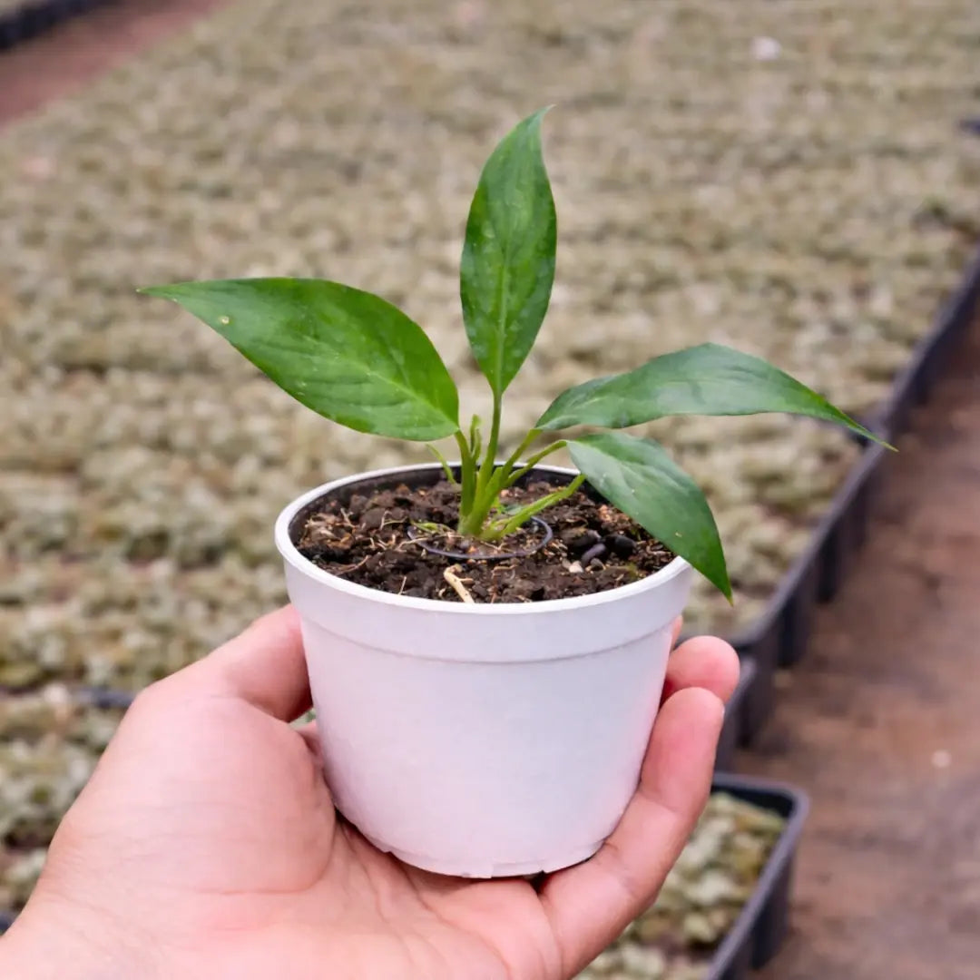 Peace Lily Sapling(Spathiphyllum Air Purifier Plant)