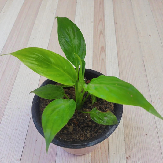 Peace Lily Sapling(Spathiphyllum Air Purifier Plant)