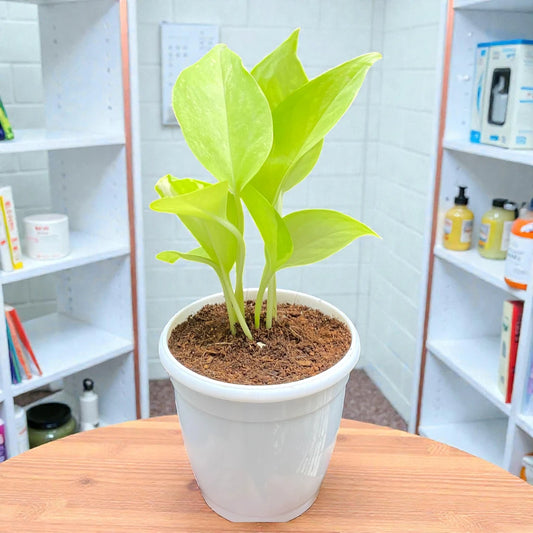 Golden Money Plant (Epipremnum aureum)