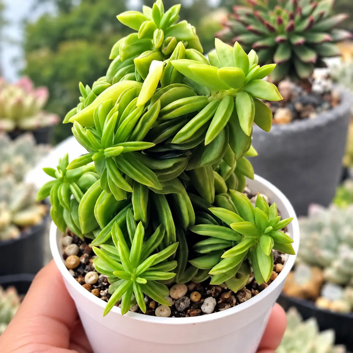 Peperomia Axillaris (Bare Rooted)