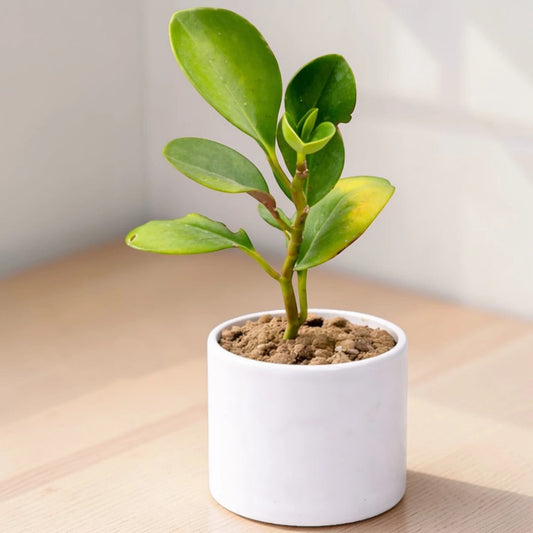 Peperomia Clusia rosea