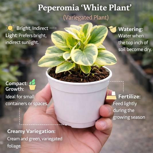 Peperomia White Plant