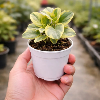Peperomia White Plant
