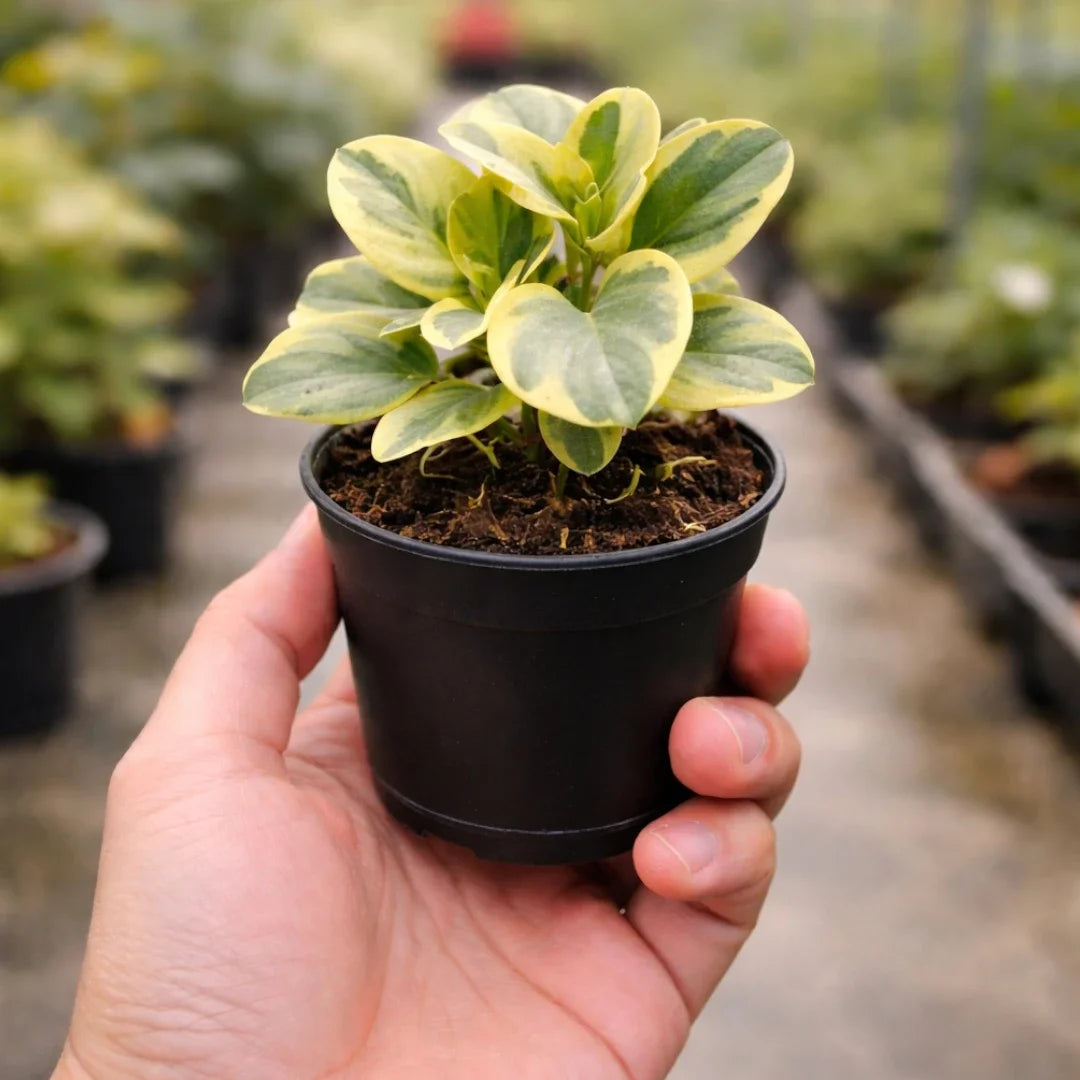Peperomia White Plant