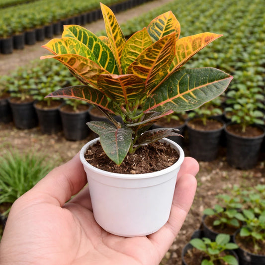 Petra Croton Sapling