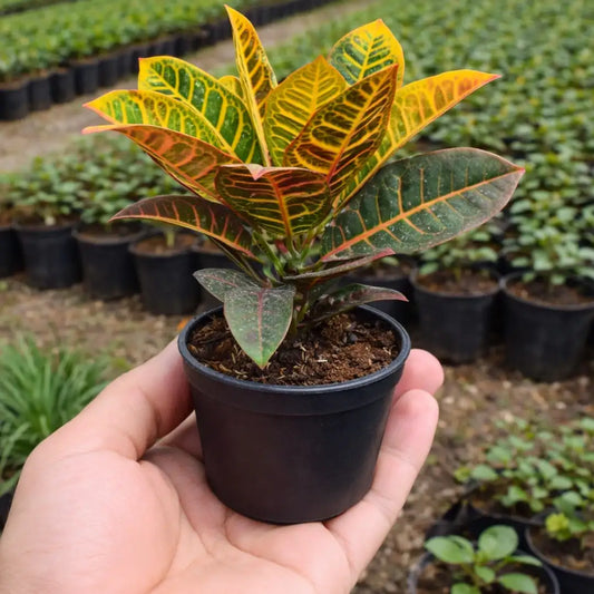 Petra Croton Sapling