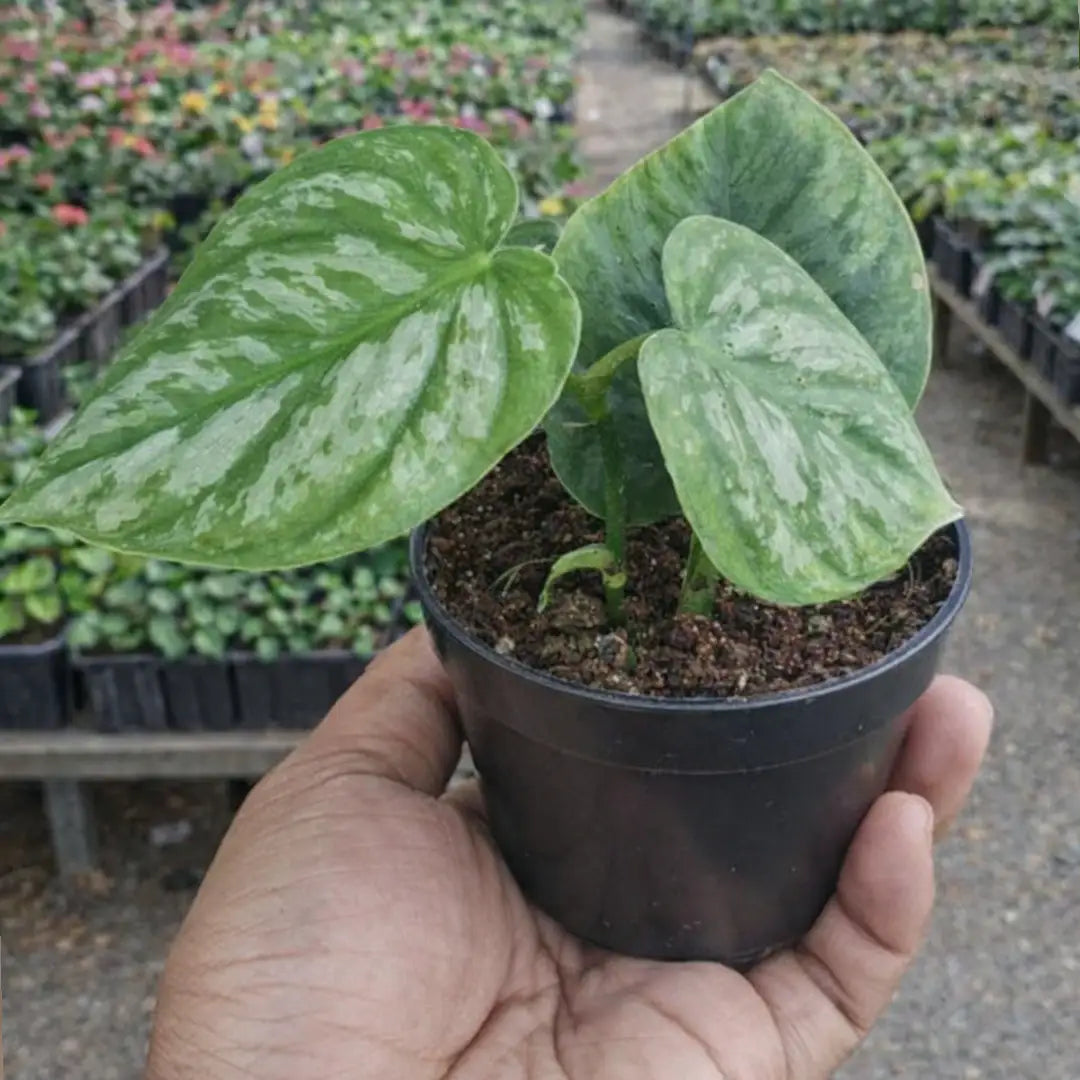 Philodendron Brandtianum Online