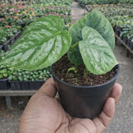 Philodendron Brandtianum Online