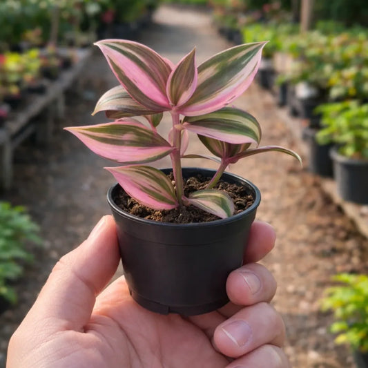 Tradescantia zebrina (Bare Rooted)