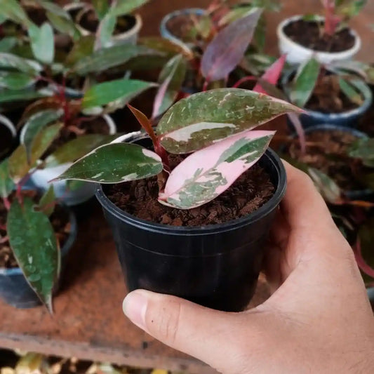 Philodendron Pink Princess