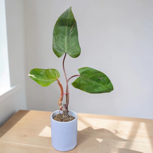 Philodendron Red Beauty Plant