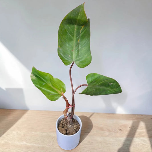 Philodendron Red Beauty Plant