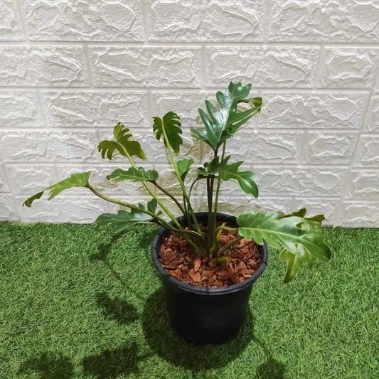 Philodendron Xanadu Green