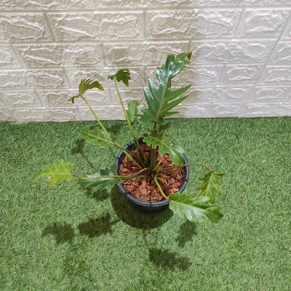 Philodendron Xanadu Green