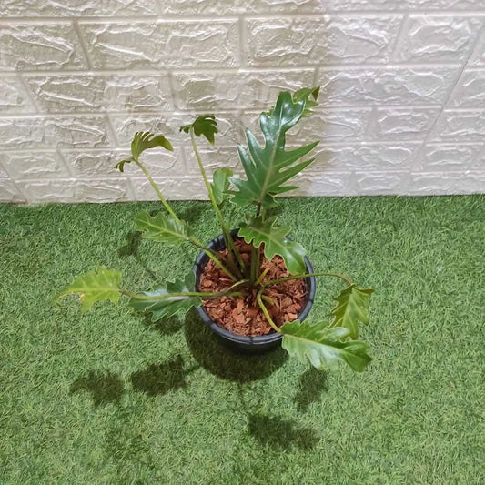 Philodendron Xanadu Green