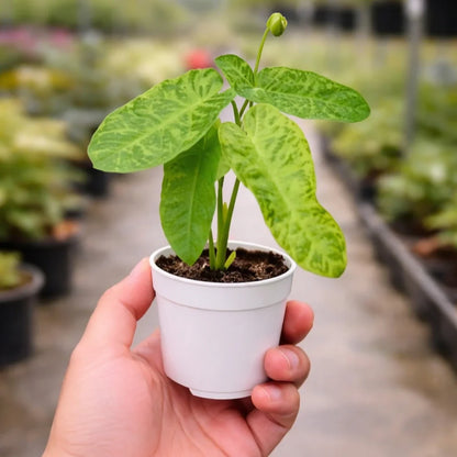 Philodendron 'Paraiso Verde'