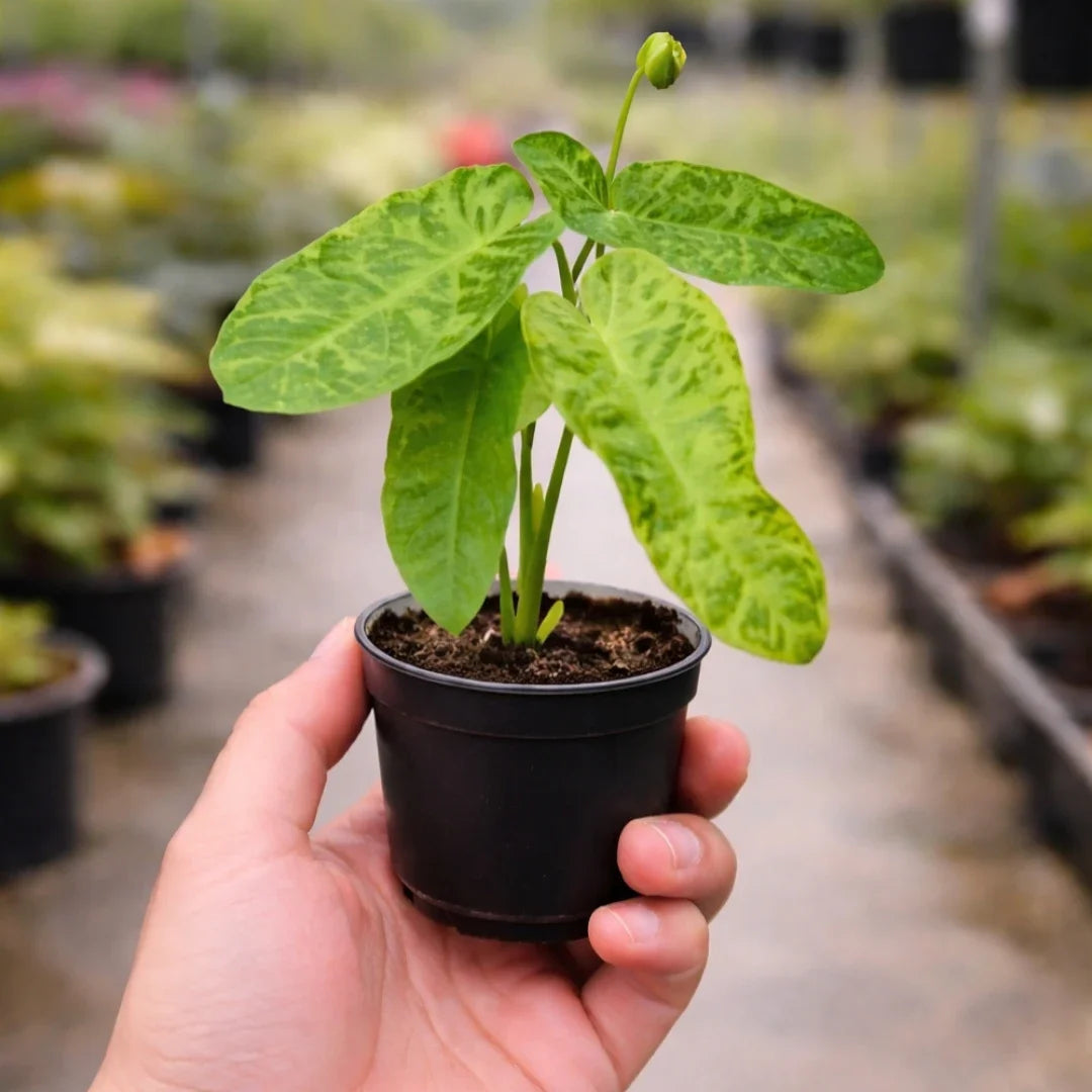 Philodendron 'Paraiso Verde'