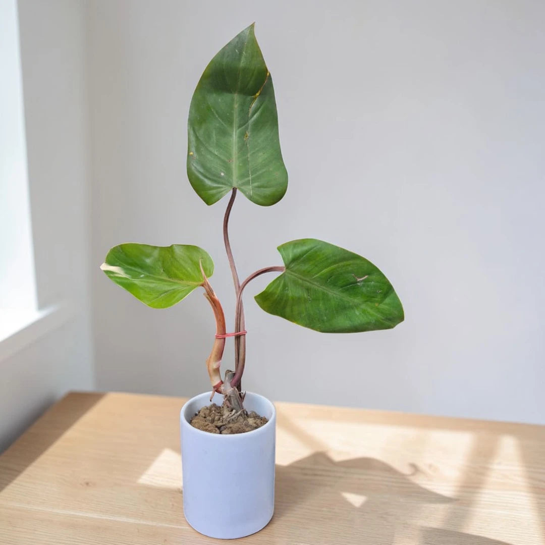 Philodendron Red Beauty indoor plant with green leaves and reddish stems in a white pot by Plant Orbit