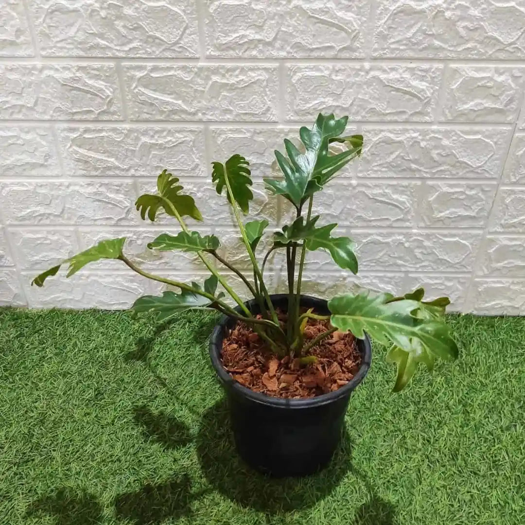 Philodendron Xanadu Green indoor plant with deeply lobed green leaves in a black nursery pot by Plant Orbit