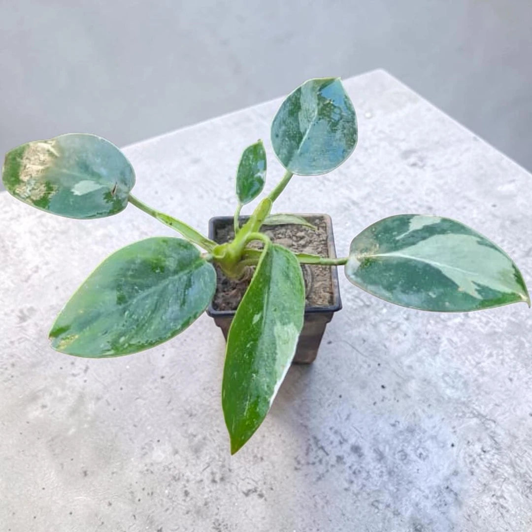 Philondendron Green Princess