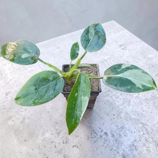 Philondendron Green Princess