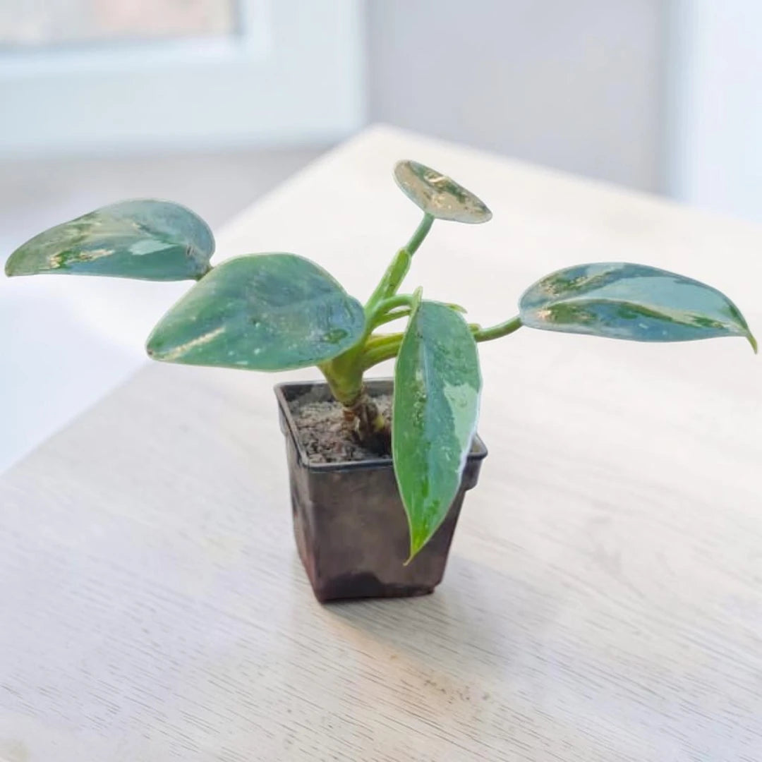 Philondendron Green Princess