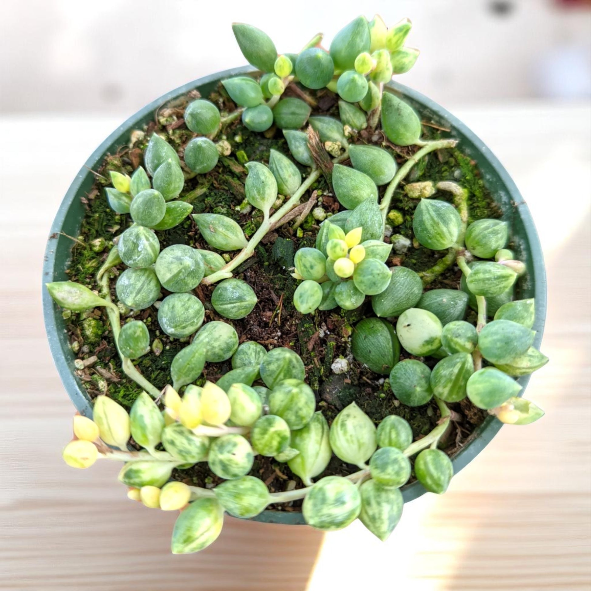 string of tears succulent plant String of Tears Senecio Citriformisis Variegated Succulent – Plant Orbit