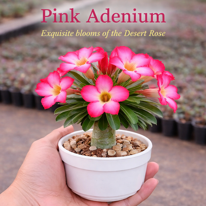 Pocket Friendly Succulent Combo – Set of 9 Live Succulent Plants by Plant Orbit