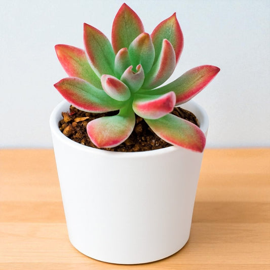 Echeveria Pulvinata