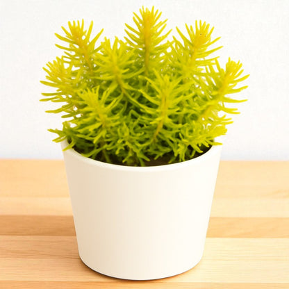 Sedum reflexum ‘Angelina’ (Bare Rooted)