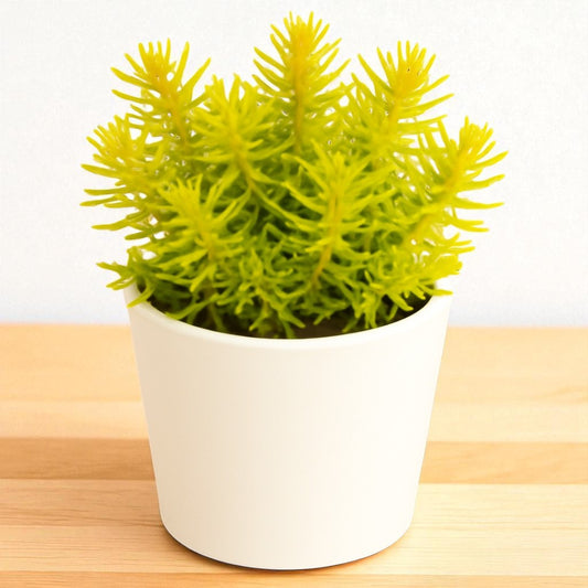 Sedum reflexum ‘Angelina’ (Bare Rooted)
