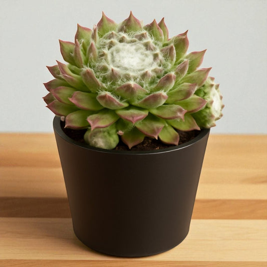 Sempervivum arachnoideum Cobweb (Bare Rooted)