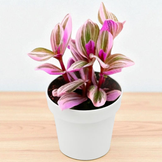 TRADESCANTIA NANOUK PINK (Bare Rooted)