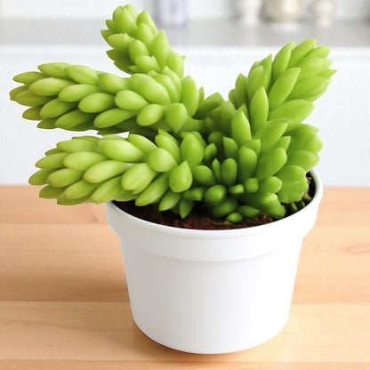 where to buy donkey tail succulent Buy Donkey Tail Succulents Plant Online In India