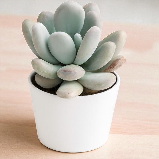 Pachyphytum Oviferum Moonstone (Bare Rooted)