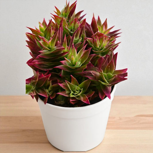 Crassula Thyrsiflora