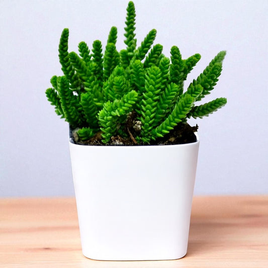 Crassula Muscosa (Bare Rooted)