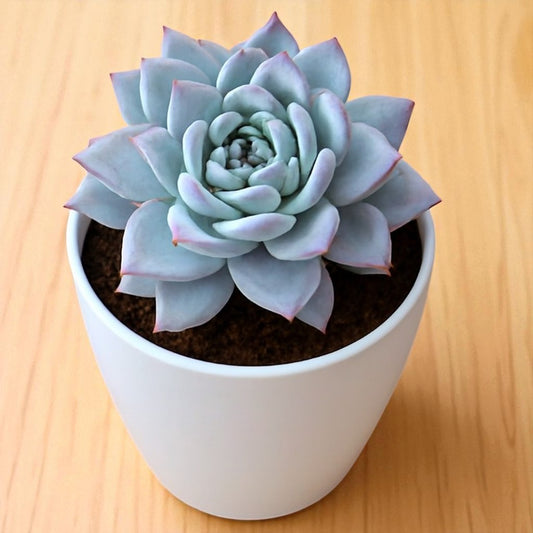 Echeveria Peacockii  - Blue Bird