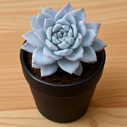Echeveria Peacockii  - Blue Bird